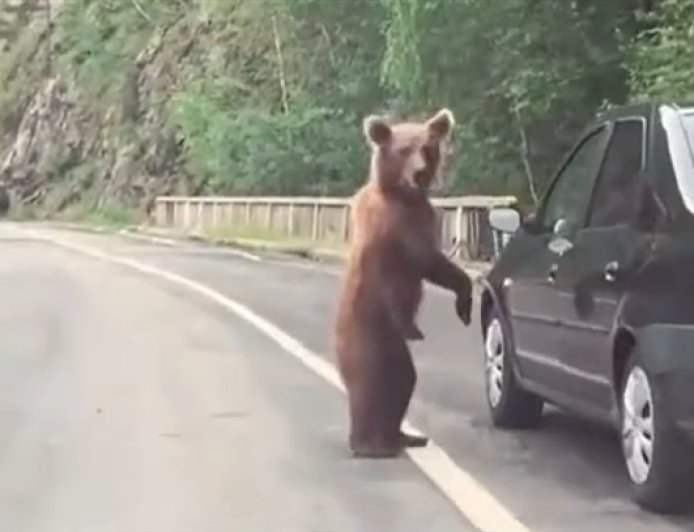 日本10个月猎杀近万头熊 但新的挑战又来了