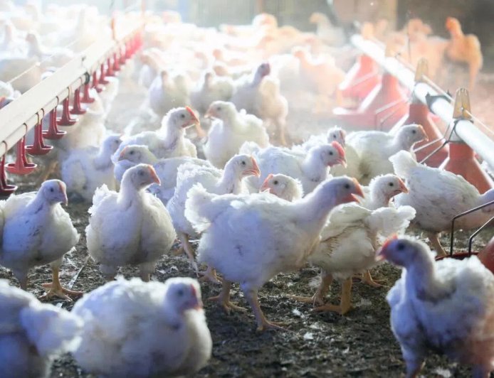 日本京都府一农场确认高致病性禽流感疫情