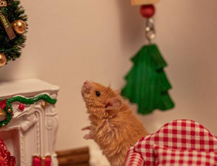 A Woolly Mouse Is Stealing Christmas Thanks To Science