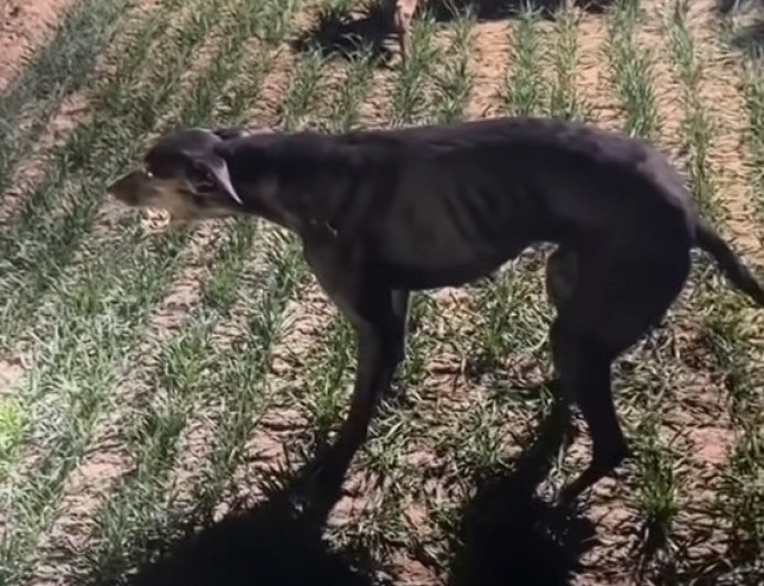 细狗拉练高速跑时突然原地石化生死不明 狗主人：跑了20分钟