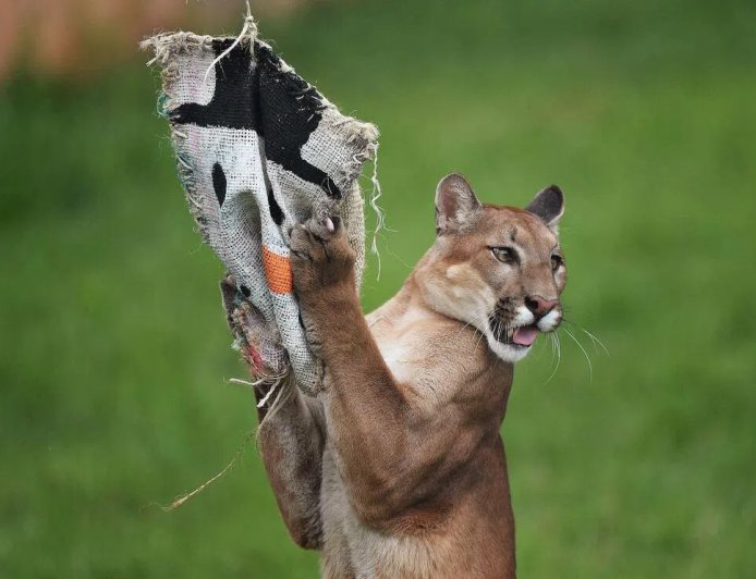 南美大陆沿海的美洲狮将企鹅纳入食谱