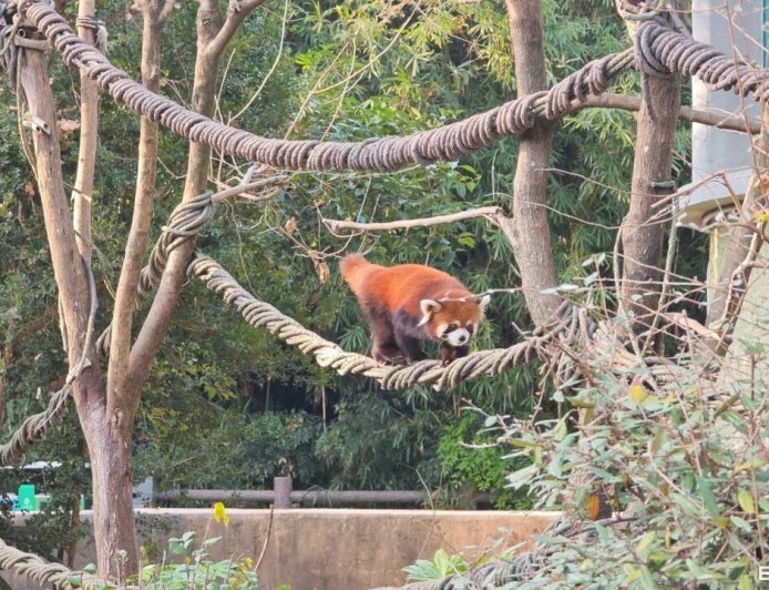 雙城論壇／兩隻赴台小貓熊曝光！　雄性強壯不挑食、雌性害羞甜美