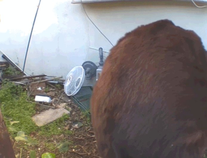 Bear remains under California home after weeks of failed removal attempts