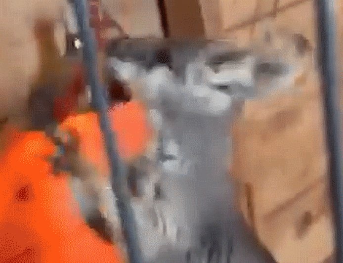 Drone search launched for runaway wallaby in New Jersey that can reach 35 mph: ‘They get hoppin’