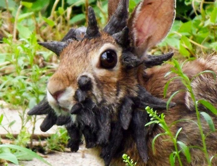 DAN GAINOR: The 7 craziest stories of 2025. You won't believe what made this list