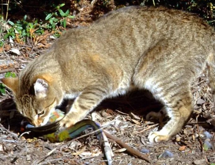 新西兰启动野猫清零计划 2050年前一只不留