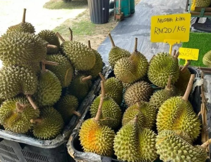 马国榴梿爆量 联邦农业销售局出手收购稳价