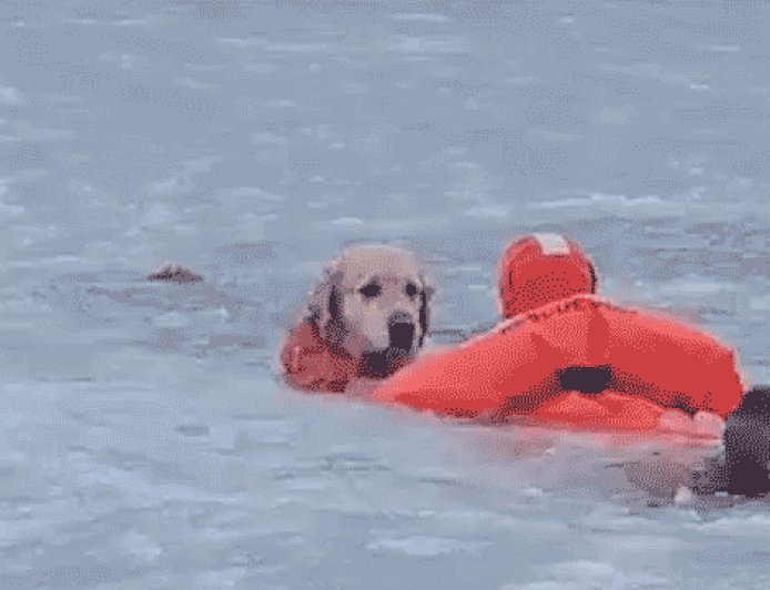 Dramatic video shows firefighters racing across frozen pond to save dog that fell through ice