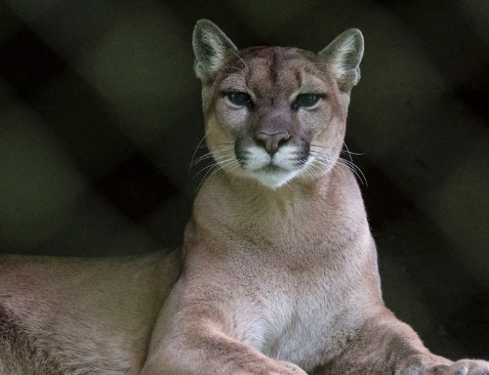 Runner fought off mountain lion with stick just weeks before fatal attack on same Colorado trail