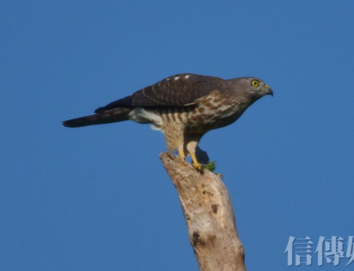 小寒節氣到》中醫揭冬季後段養生關鍵：「藏陽養陰」才能為春天打好底子