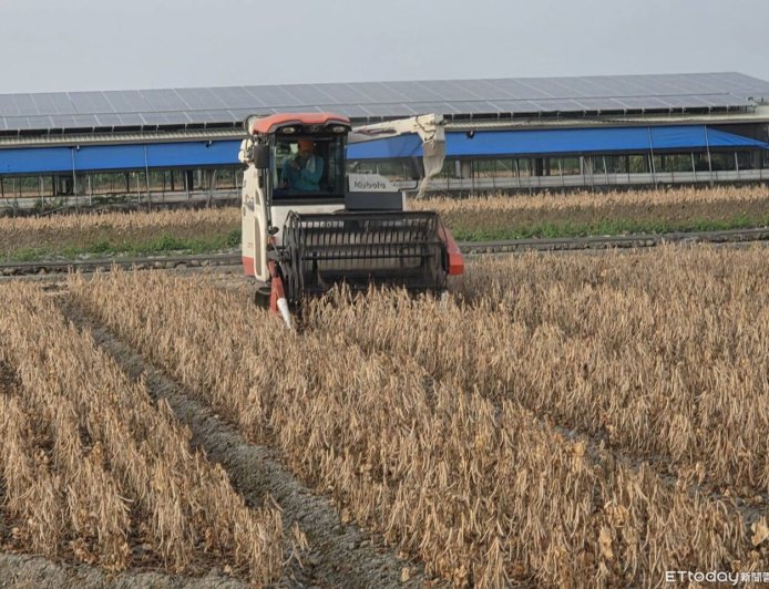 紅豆價止跌回穩！保價機制發揮效益　萬丹契作收購價48.5元