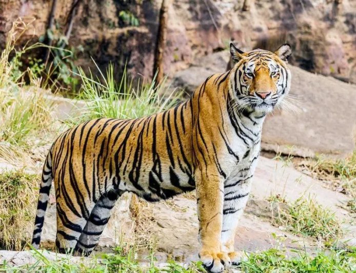 槟城消费人协会警告：马国野外仅剩150头马来亚虎