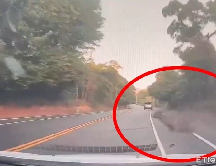 驚險畫面！彰化6天2起水鹿竄出馬路遭撞　「留一撮毛」逃回山林