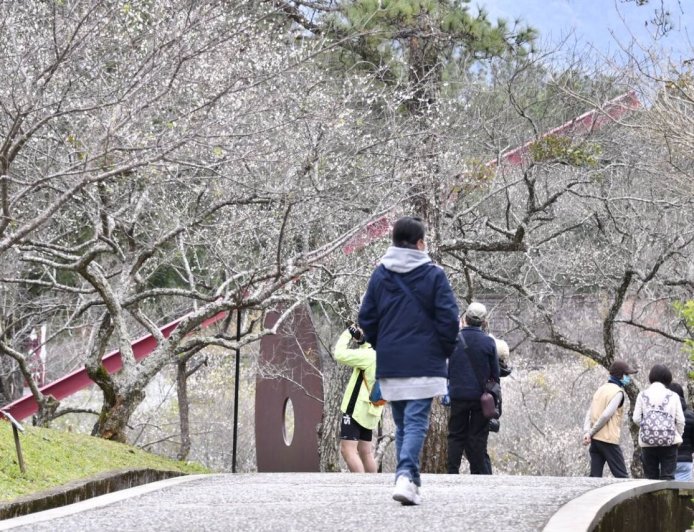 桃園「角板山行館」近300棵梅花開5成　樹下茶席、市集4日限定