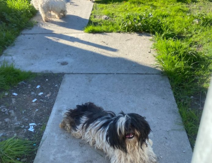 Fremont: Authorities seek person who abandoned five “unkept” dogs last week