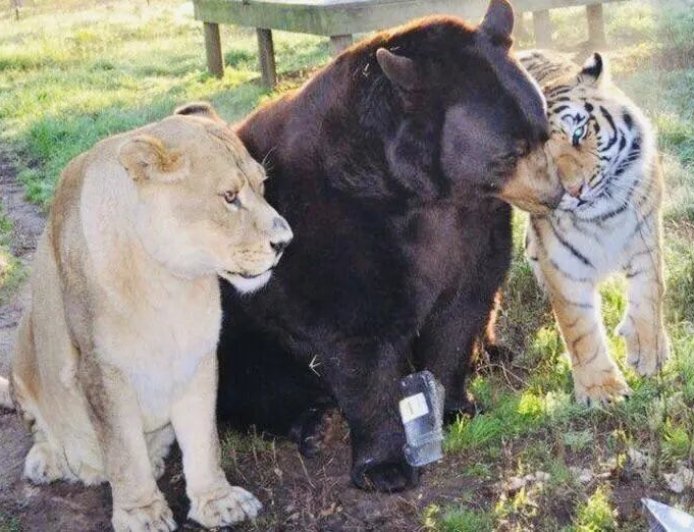 美国一个动物收容所里 黑熊、老虎和狮子成为了好朋友