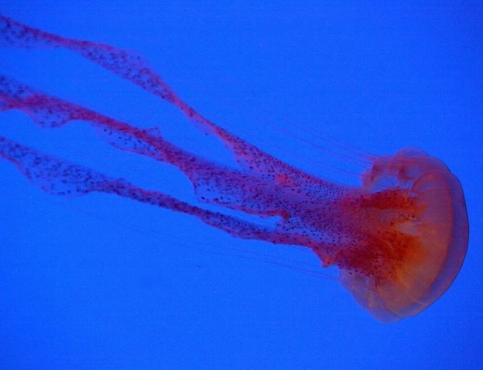 水母海葵也睡觉 研究：为修复神经元DNA