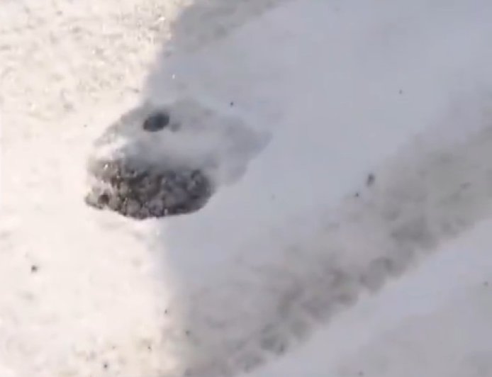 日本的熊不冬眠 寒冬仍有不少熊出没