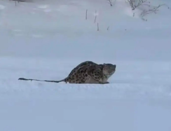 新疆野生雪豹伤人 律师：游客若有重大过失 损失需自行承担