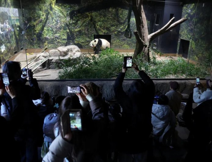 东京上野大熊猫告别 日本首次迎来“无熊猫时代”