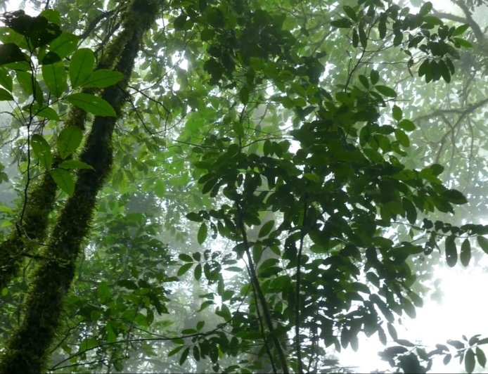 COP30番外篇：熱帶雨林永續基金倡議分析