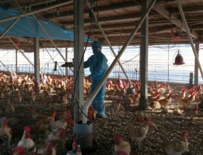 台中豐原蛋雞場　爆千隻雞死亡