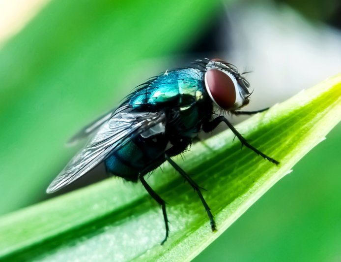 Gov Abbott issues disaster declaration to prevent screwworm fly infestation from spreading into Texas