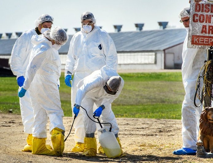 Colorado declares disaster emergency as presumptive bird flu outbreak hits facility with 1.3M chickens