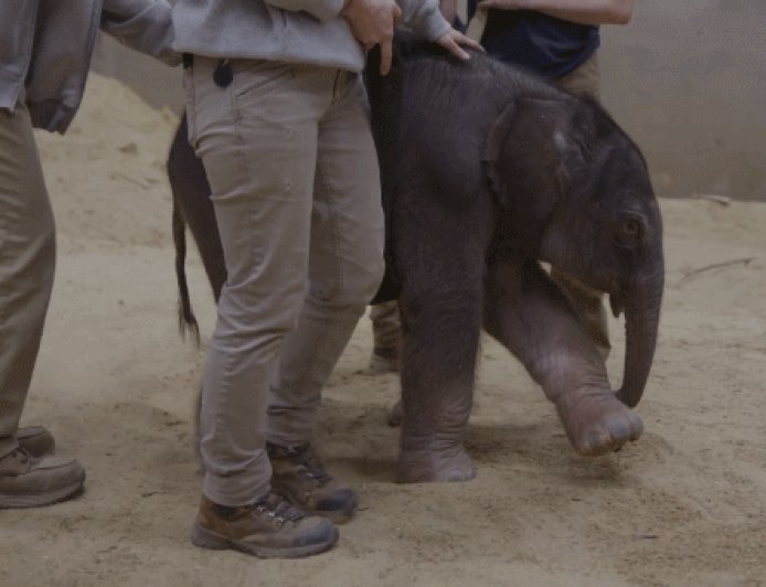 Baby elephant makes historic arrival at Smithsonian's National Zoo as first birth in nearly 25 years