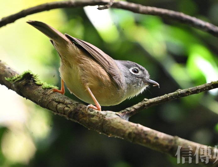 春睏、易怒、睡不好？中醫師教你立春這樣養肝　讓身體「重開機」