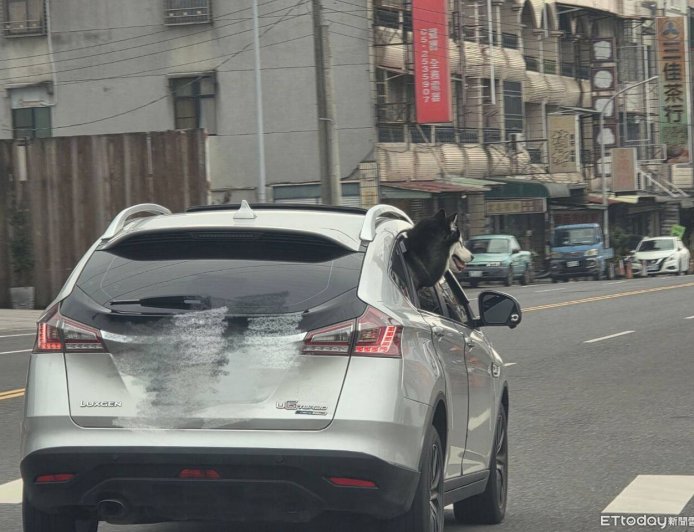 阿里山公路哈士奇「頭伸車外」吹風！超CHILL畫面曝　可罰1萬8