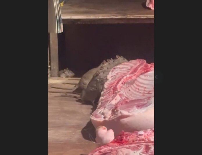 屏東市場豬肉攤「米奇吃尾牙」畫面噁翻　老鼠吃完吊起來繼續賣