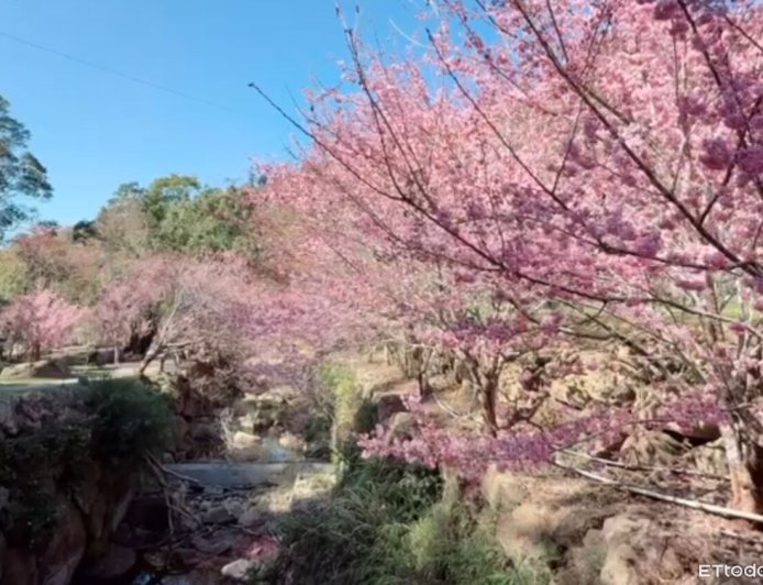 雲林賞櫻攻略！草嶺石壁綻放逾半　古坑櫻花季迎來最佳觀賞期
