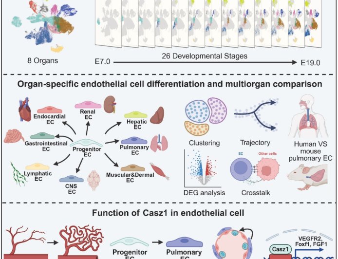 我国科学家破译器官血管“成长地图”，成果登上《细胞》