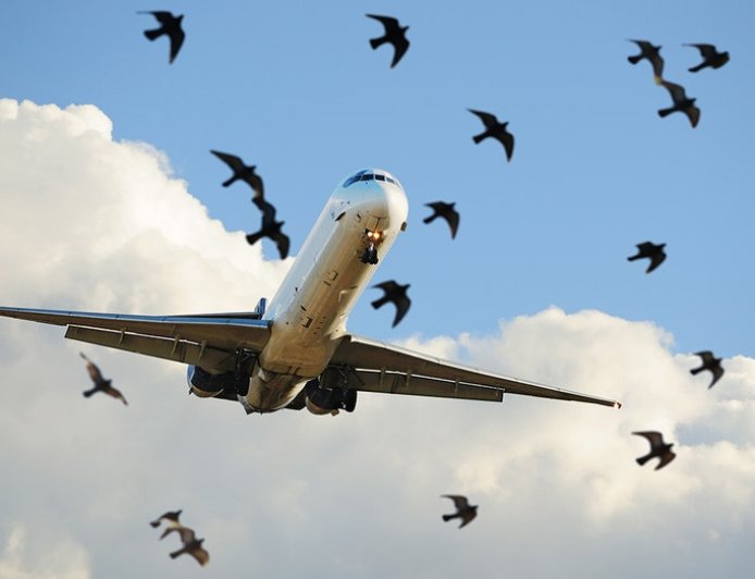Bird strike forces major airline to turn around after windshield is cracked midair