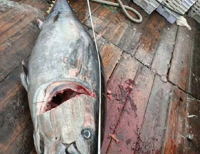 奉化渔民捕获巨无霸金枪鱼 当地多年罕见 价值超10万