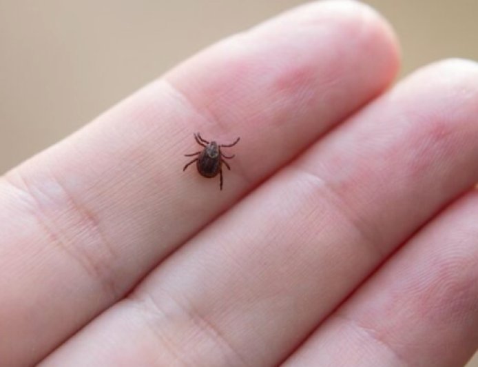 國內首例境外移入萊姆病現蹤》60歲女赴瑞典森林旅遊染病 疾管署籲加強防護