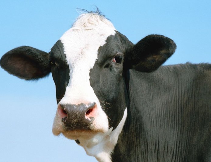 Diablo 4: Lord of Hatred players seem close to finding the secret cow level and the final clue might be on a newly discovered cow island