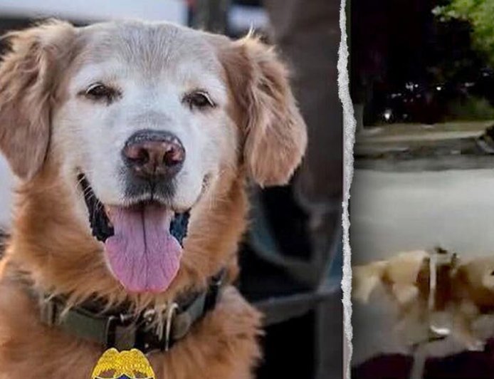 Police dog follows his nose to find missing autistic teen screaming for help