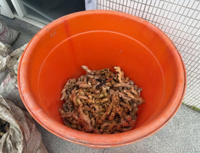 2500斤被挖光！花蓮警攻堅逮2「生薑大盜」　還查獲喪屍煙彈
