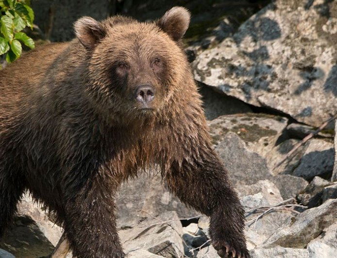Alaska runner hospitalized after using bear spray to fight off brown bear on Alaska trail